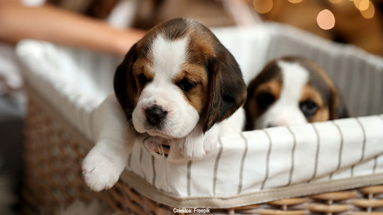 Dia do Filhote: entenda as necessidades especiais de um cãozinho